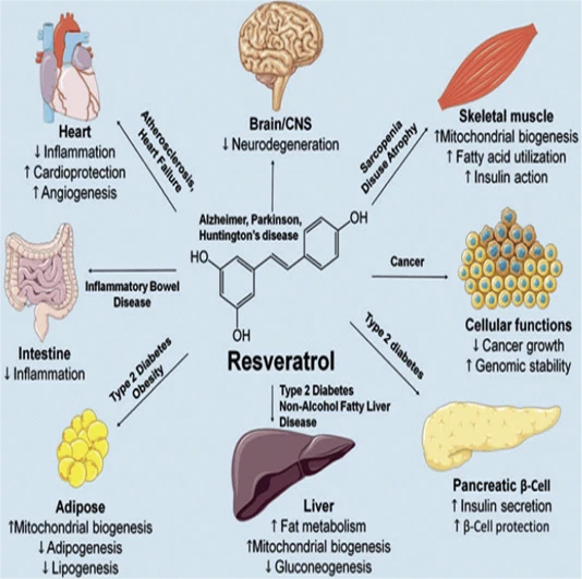 Resveratrol news-534-531