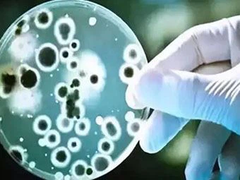 Ist Serrapeptase gut für Krebs und COVID-19?